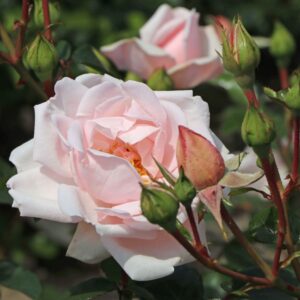 Kletterrose New Dawn - Rosa New Dawn - Pistoia Verde