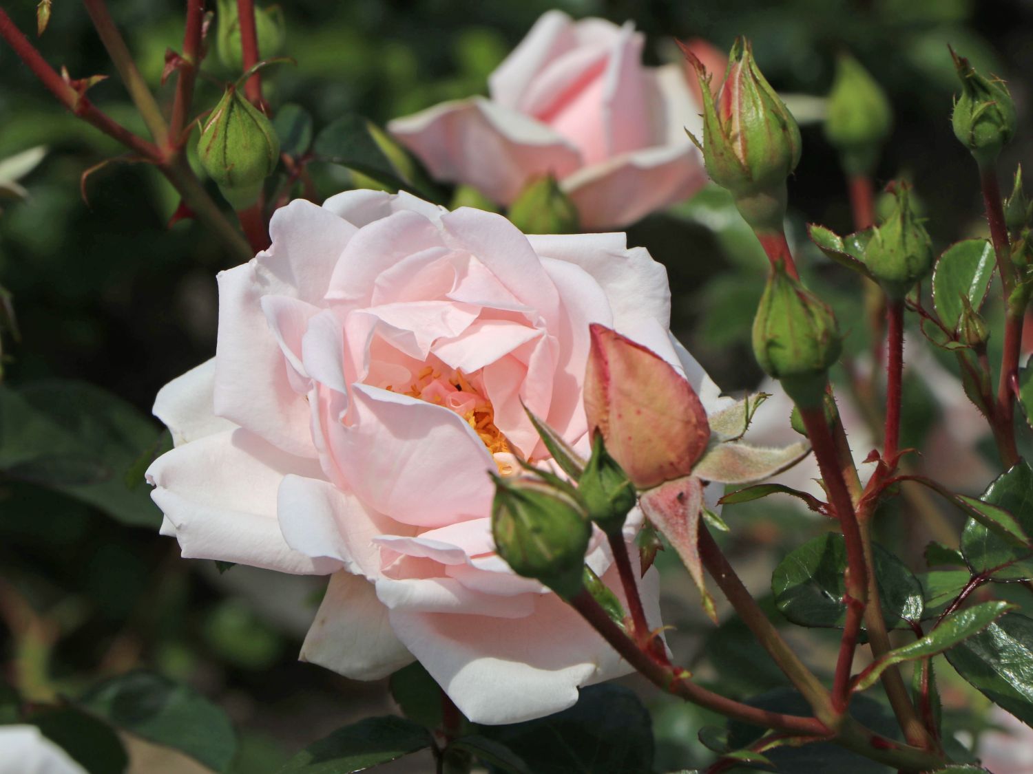 Kletterrose New Dawn - Rosa New Dawn - Pistoia Verde