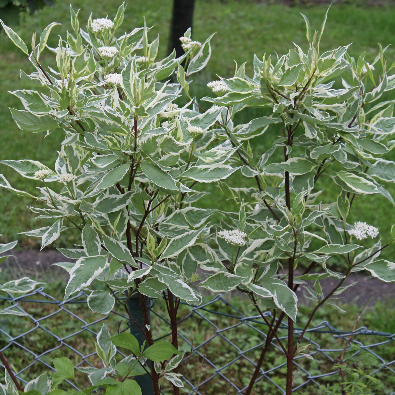 Cornus-alba-Elegantissima - Pistoia Verde