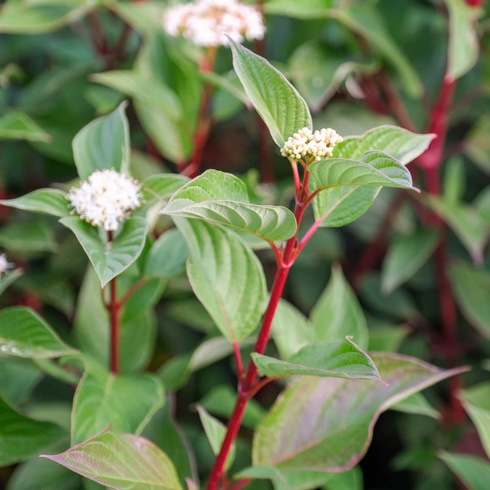 Cornus-alba-Sibirica - Pistoia Verde