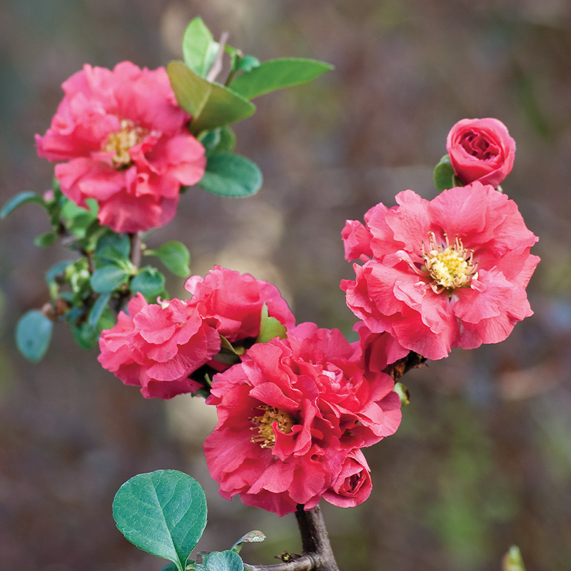 chaenomeles-speciosa-pink-storm-web-800x800-1 - Pistoia Verde