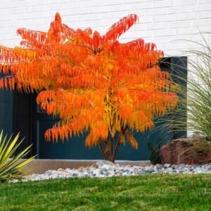 ASumacTreeCalledRhusTyphinaTigerEyesVibrantlyOrange - Pistoia Verde
