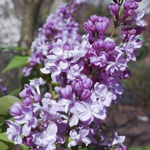 lilas-commun-zhemchuzhina-25654 - Pistoia Verde