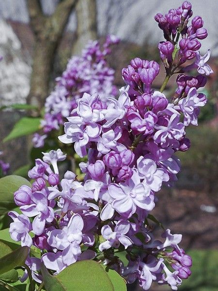 lilas-commun-zhemchuzhina-25654 - Pistoia Verde