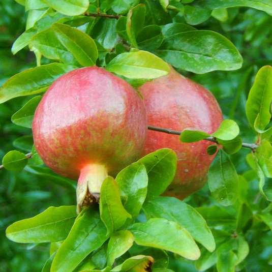 punica-granatum-fina-tendral-grenadier-fruit - Pistoia Verde