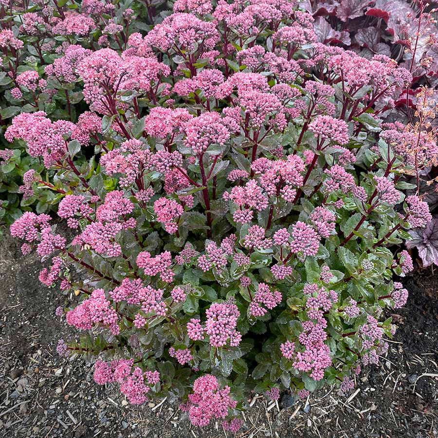 Sedum-Double-Martini-12 - Pistoia Verde