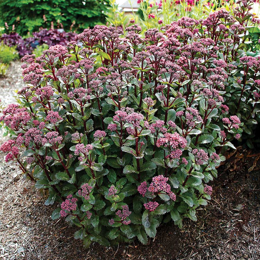 Sedum-Double-Martini-6 - Pistoia Verde