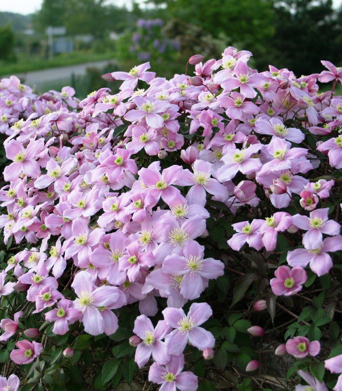 clematis-montana-tetrarose-clematite-montana-tetrarose - Pistoia Verde