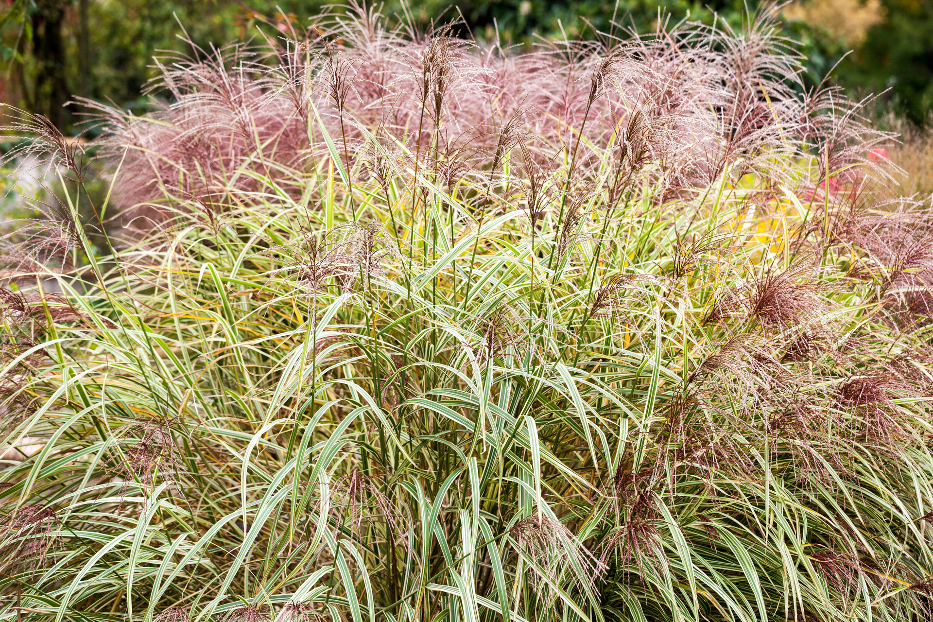 Miscanthus_sinensis_Cosmopolitan_0013477__30317 - Pistoia Verde