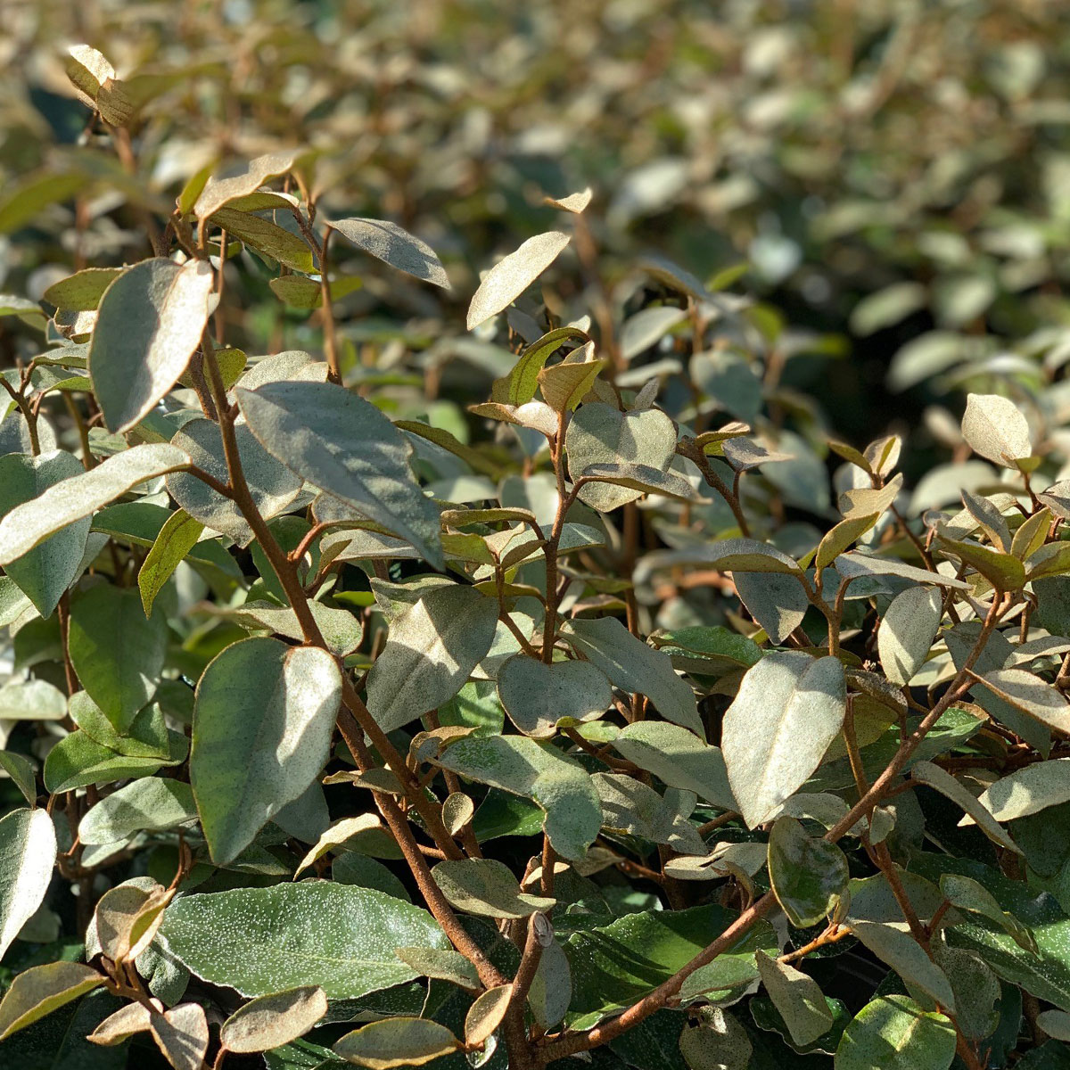 Elaeagnus-Compacta-for-9cm- - Pistoia Verde