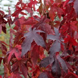 Liquidamber-styraciflua-Thea - Pistoia Verde