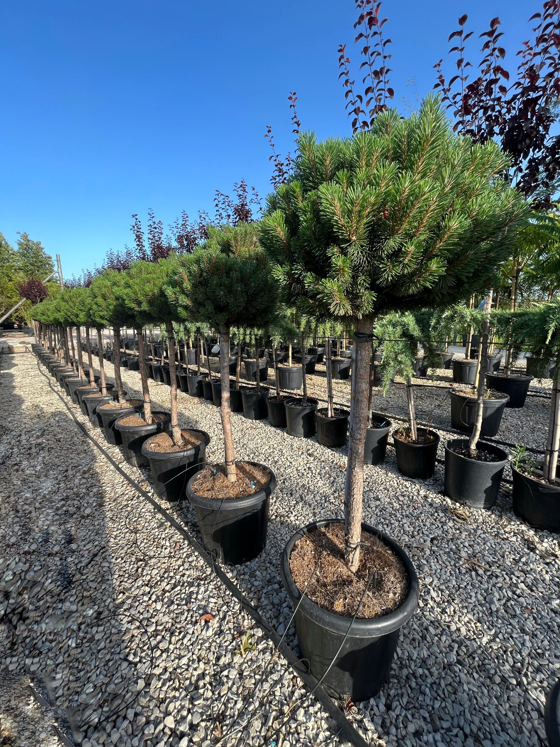 Pinus-Mugo-Humpy-scaled - Pistoia Verde