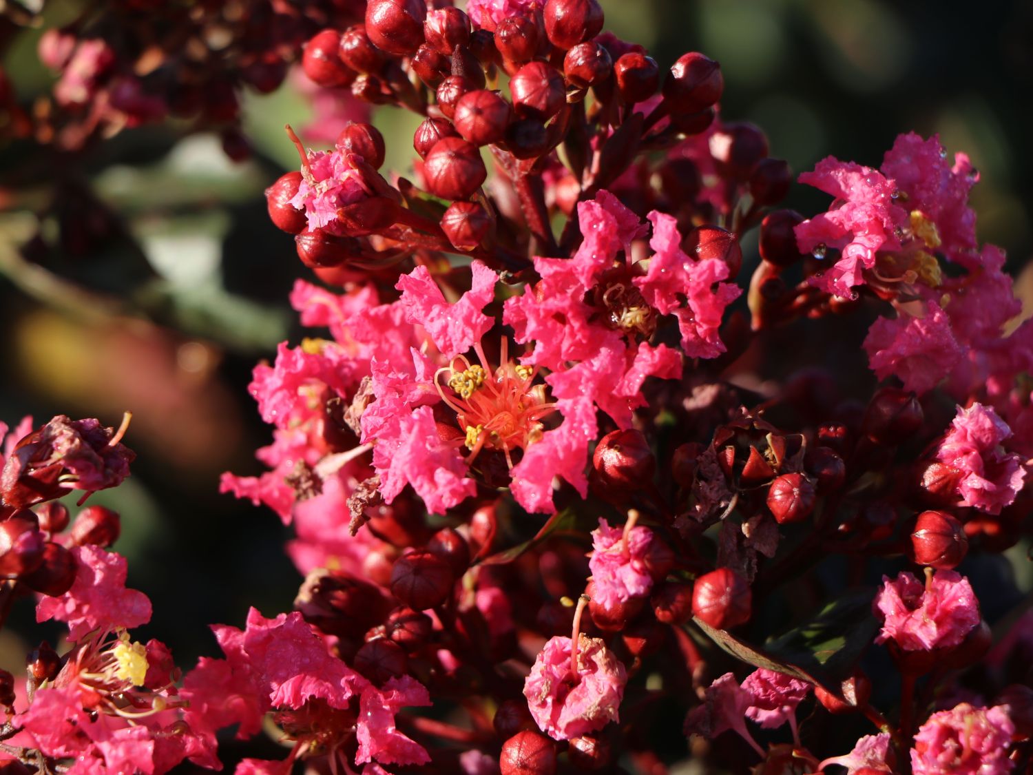 Kreppmyrte First Editions® Coral Magic - Lagerstroemia indica First Editions ® Coral Magic - Pistoia Verde