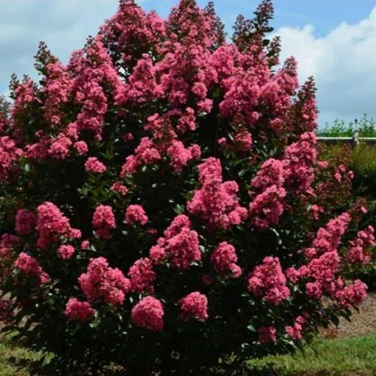coral - Pistoia Verde