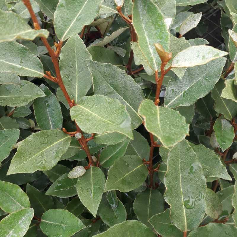 elaeagnus-ebbingei-compacta - Pistoia Verde