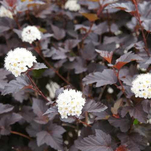 physocarpe-a-feuilles-dobier-all-black-physocarpus-opulifolius-all-black-251137 - Pistoia Verde