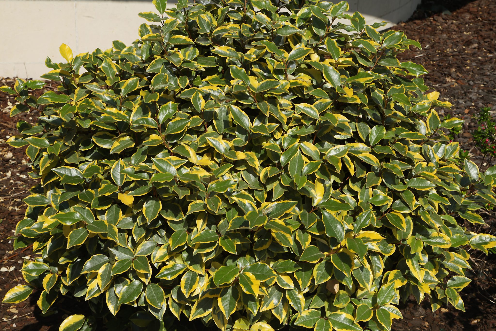 var - Pistoia Verde