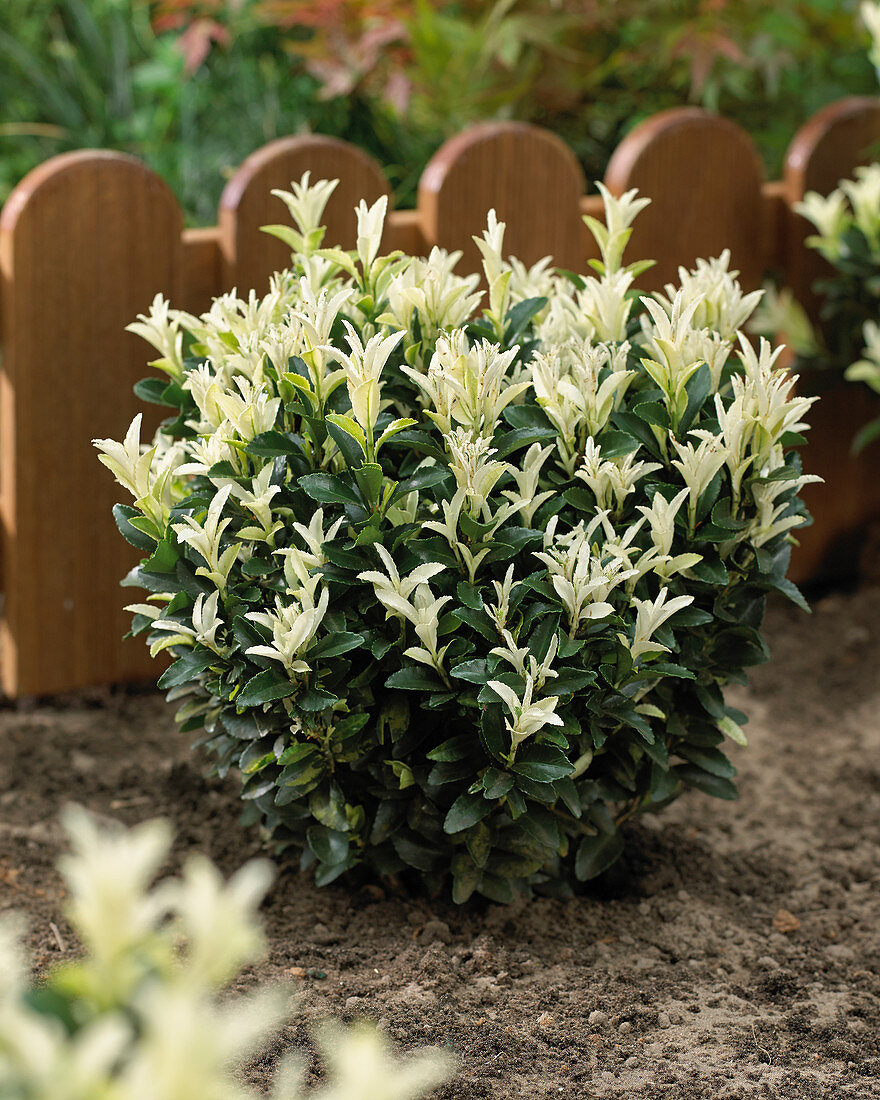 Euonymus japonicus Paloma Blanca - Pistoia Verde
