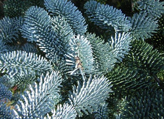 ABIES - Pistoia Verde