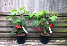 ABUTILON ASHFORD RED - Pistoia Verde