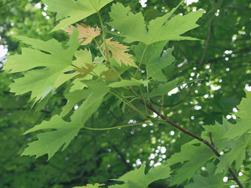ACERI SACCARINO - Pistoia Verde