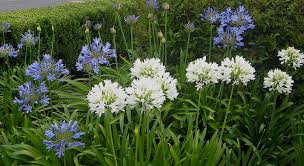 AGAPANTHUS PETER PAN - BIANCO 2 - Pistoia Verde
