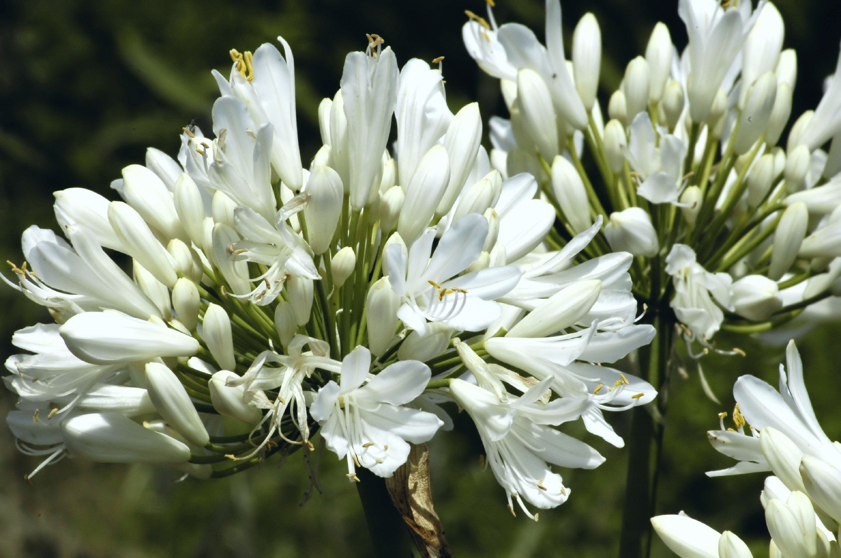 AGAPANTHUS PETER PAN - BIANCO - Pistoia Verde