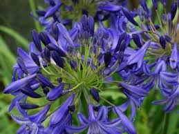 AGAPANTHUS PETER PAN - BLU 2 - Pistoia Verde