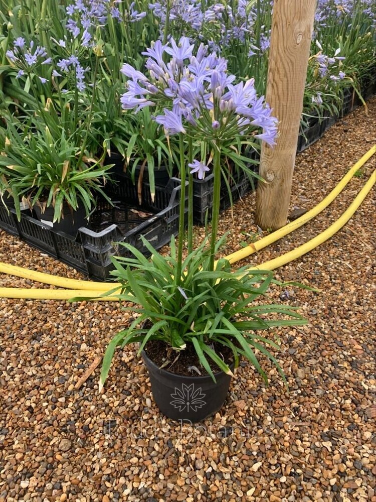 AGAPANTHUS PETER PAN - BLU - Pistoia Verde