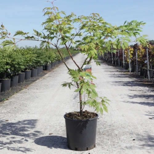 Acer japonicum Aconitifolium (Maiku Jaku) - Pistoia Verde