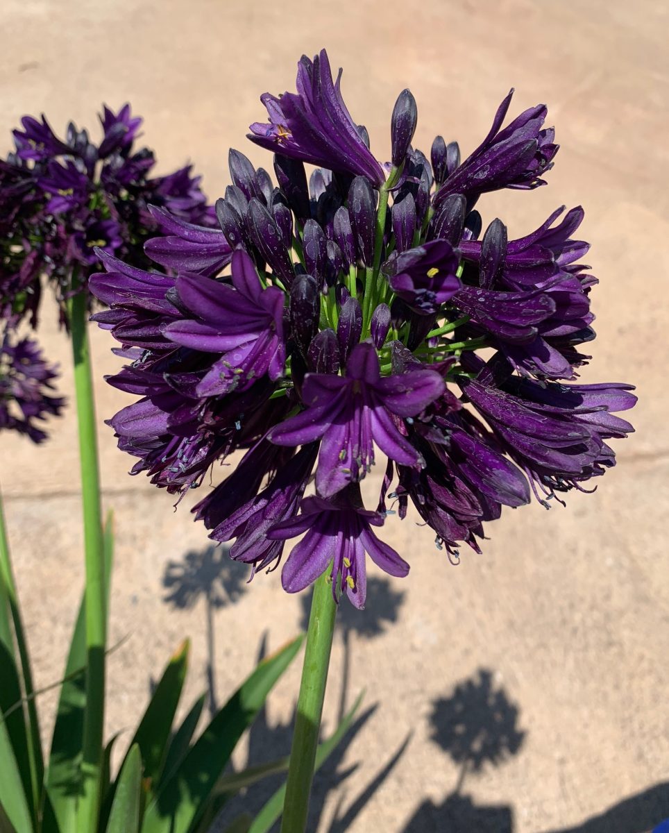 Agapanthus-Black-Jack-35-scaled - Pistoia Verde