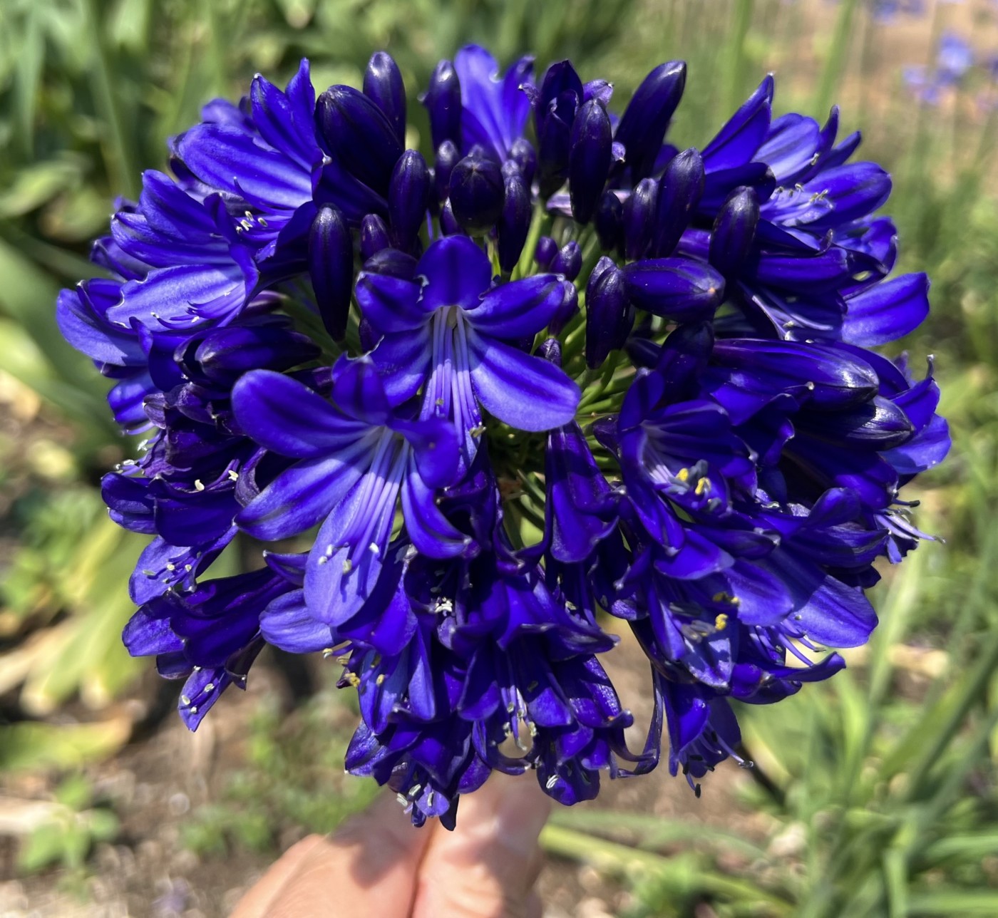 Agapanthus-Midnight-Sky - Pistoia Verde