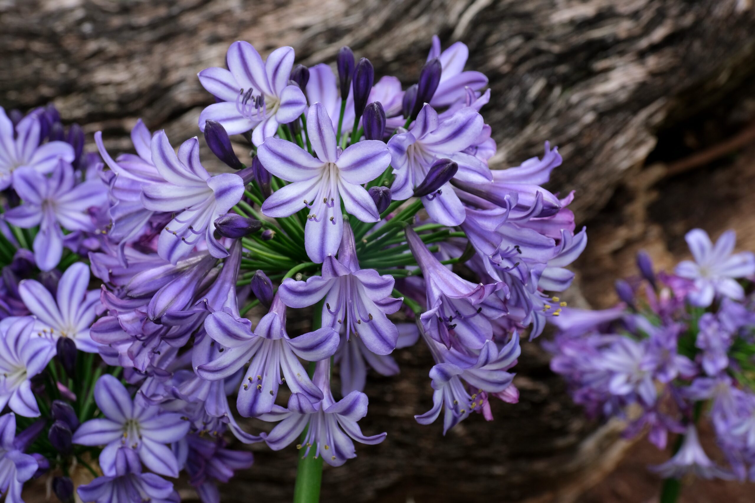 Agapanthus Poppin Star 1 - Pistoia Verde