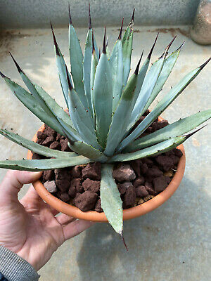 Agave asperrima - Pistoia Verde