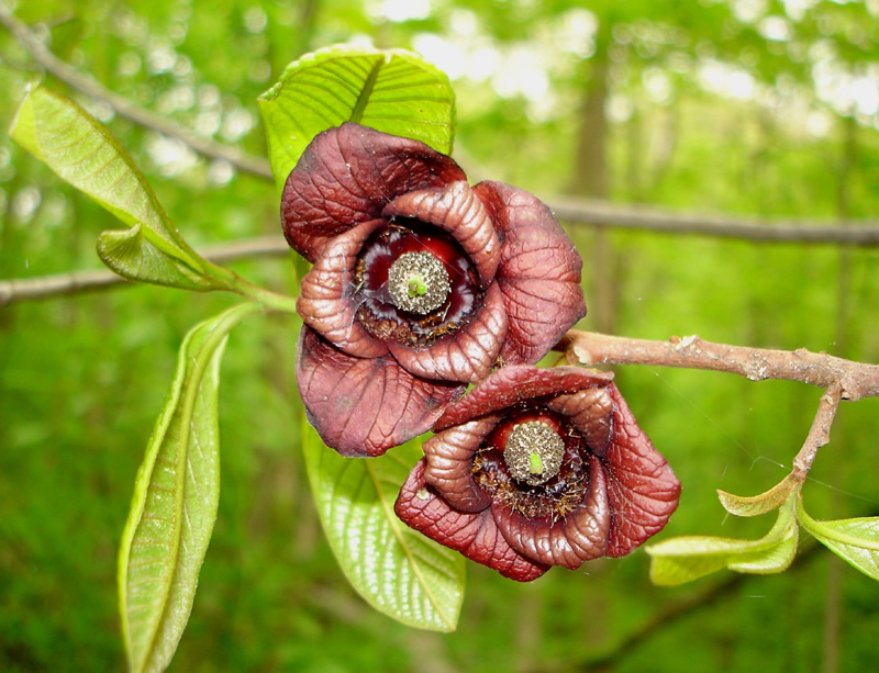 Asimina triloba 1 - Pistoia Verde