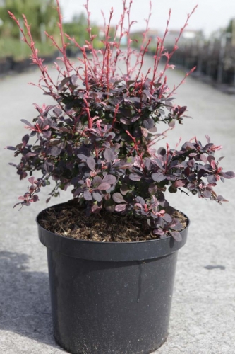 BERBERIS BAGATELLE - Pistoia Verde