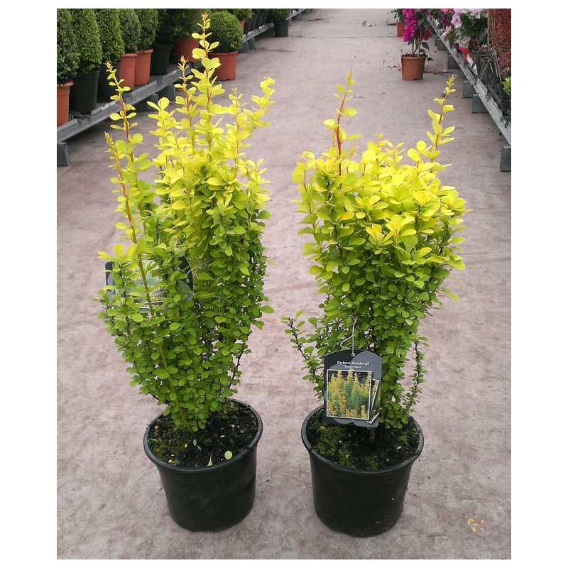 BERBERIS GOLDEN TORCH - Pistoia Verde