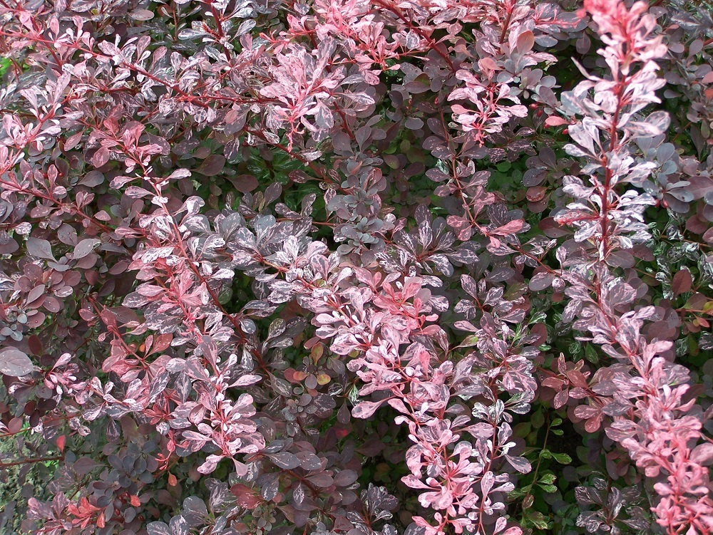 BERBERIS ROSE GLOW 2 - Pistoia Verde