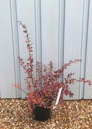 BERBERIS ROSE GLOW - Pistoia Verde