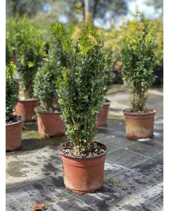 BUXUS PUMILA - Pistoia Verde
