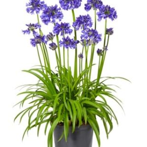 Blue Thunder ® - Pistoia Verde