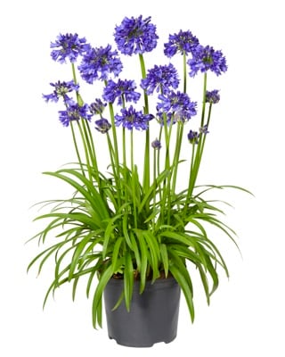 Blue Thunder ® - Pistoia Verde