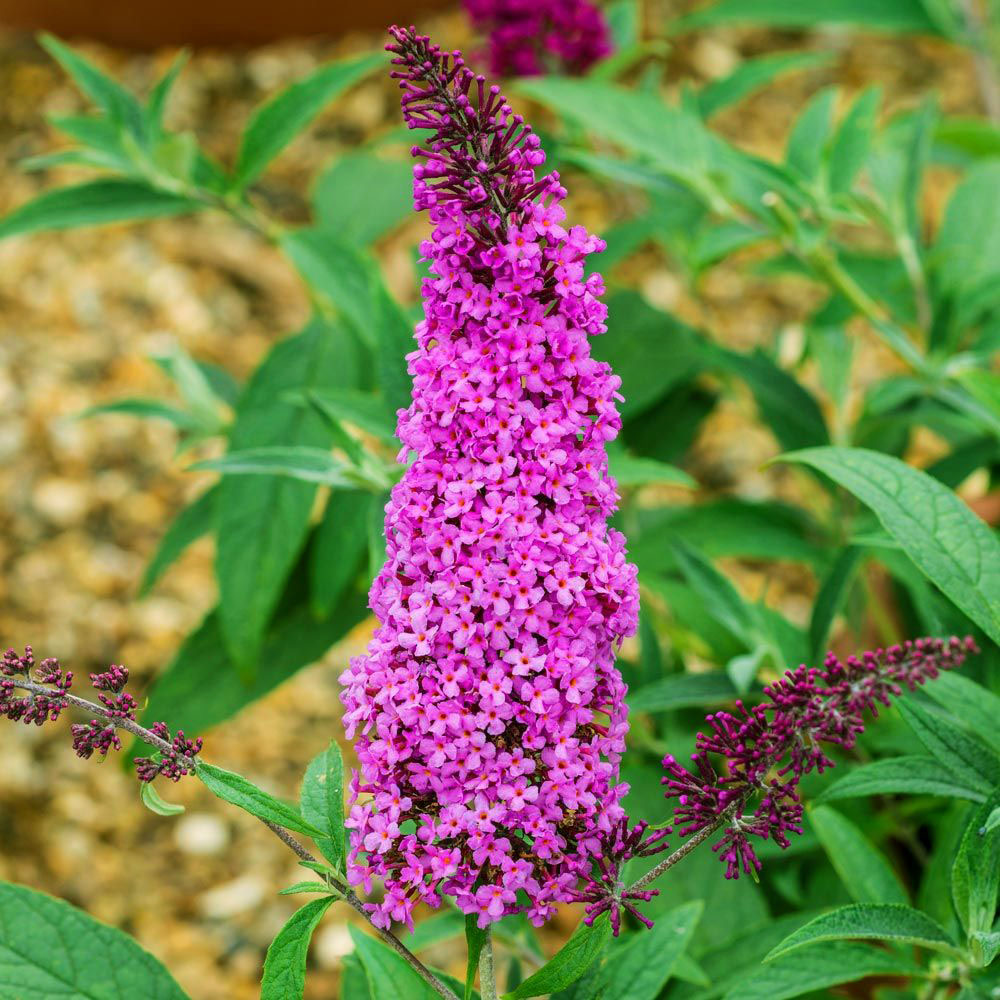 Buddleia-Davidii-Violet-Butterfly-Bush - Pistoia Verde