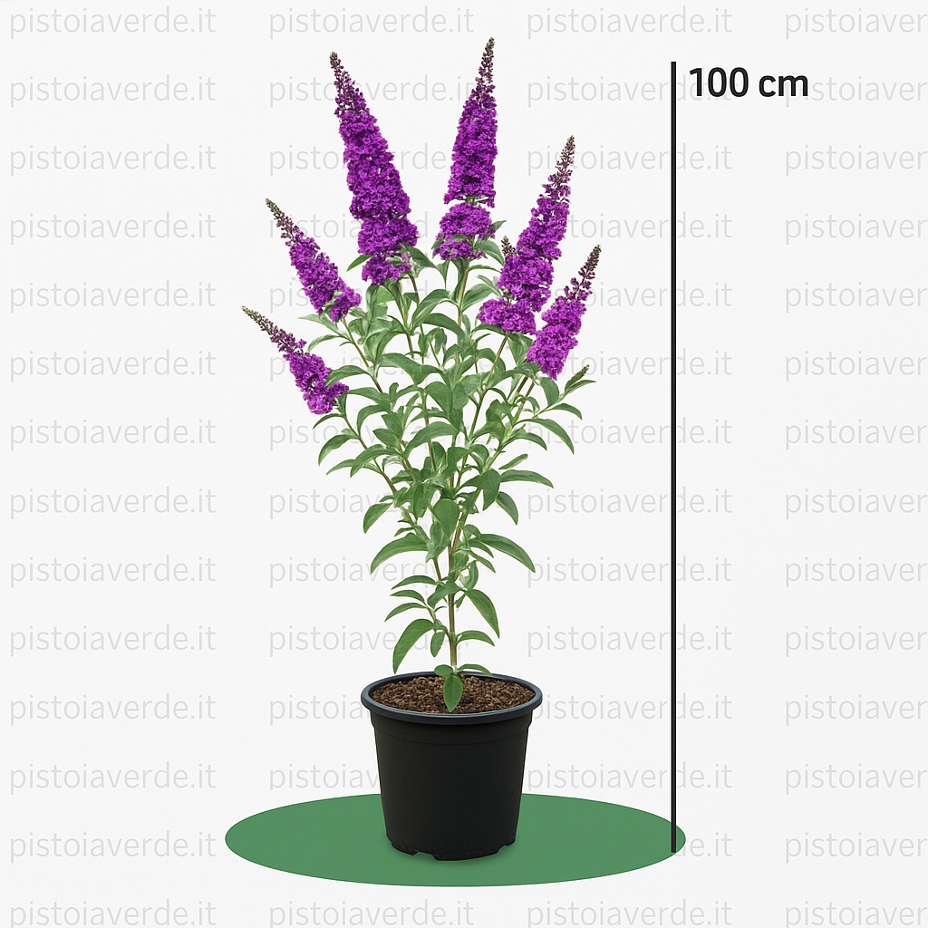 Buddleja davidii Rêve de Papillon® Violet - Pistoia Verde