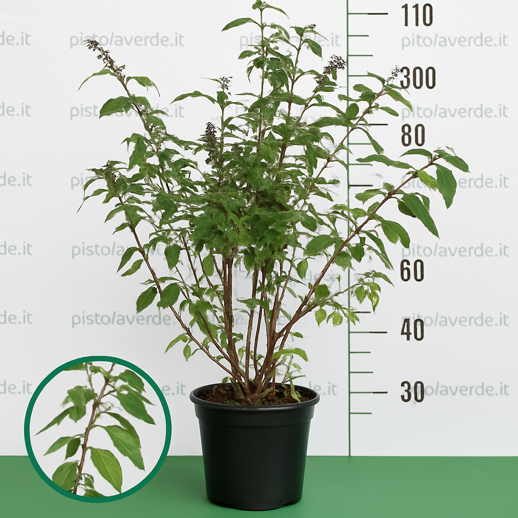 Buddleja davidii Rêve de Papillon® - Pistoia Verde