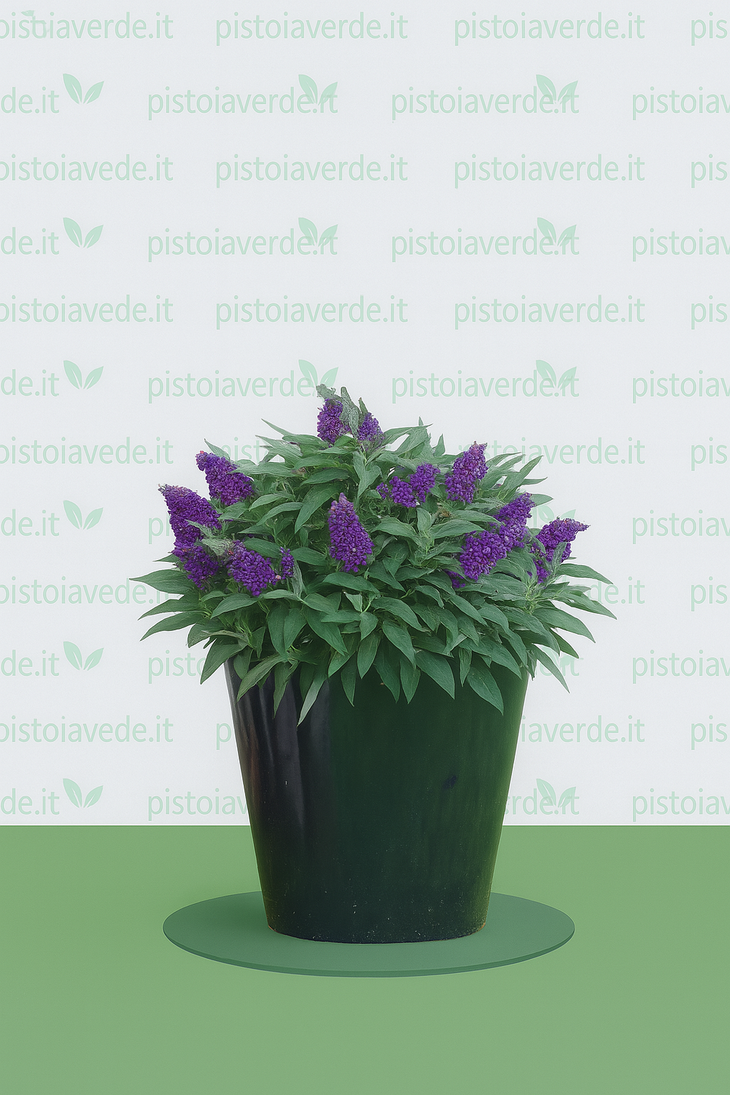 Buddleja davidii Tiny Buddy® Deep Blue - Pistoia Verde