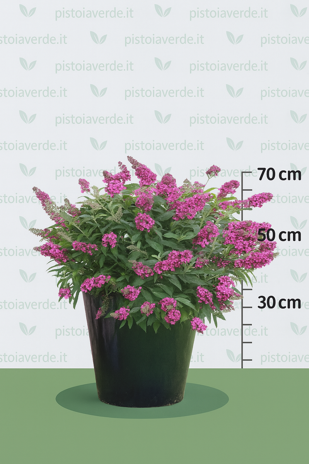 Buddleja davidii Tiny Buddy® Hot Pink - Pistoia Verde