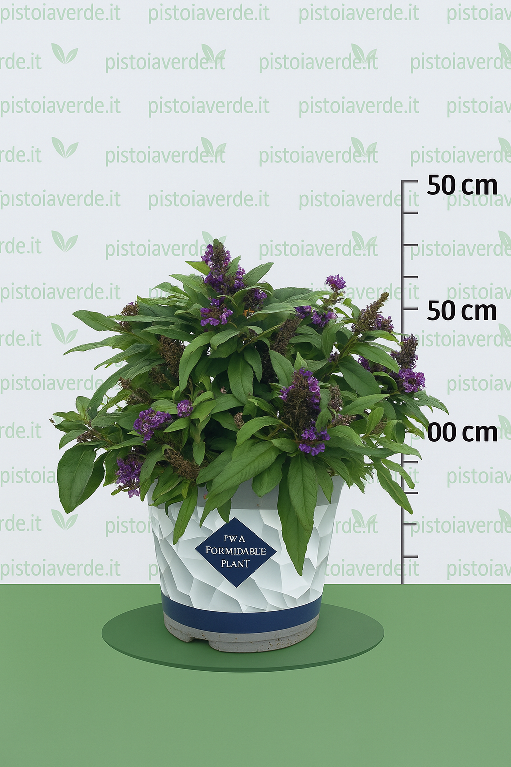 Buddleja davidii Tiny Buddy® Violet - Pistoia Verde