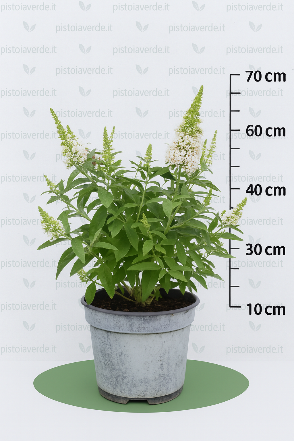 Buddleja davidii Tiny Buddy® White - Pistoia Verde