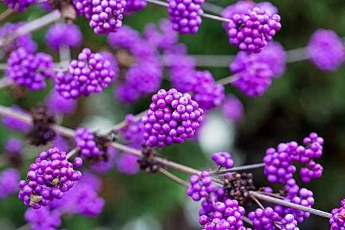 CALLICARPA GIRALDIANA - Pistoia Verde